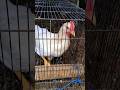 h- #ayam #ayamkampung #bantusubscribe #viral #ternak