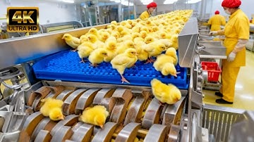 Inside a Modern Chicken Mega Factory: From Egg Incubation to Broiler Raising (Full Process)