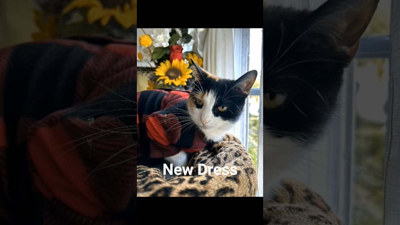 Cat's New Dress 