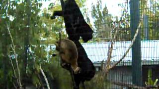 HOWLING MONKEYS HAVING A BURPING CONTEST