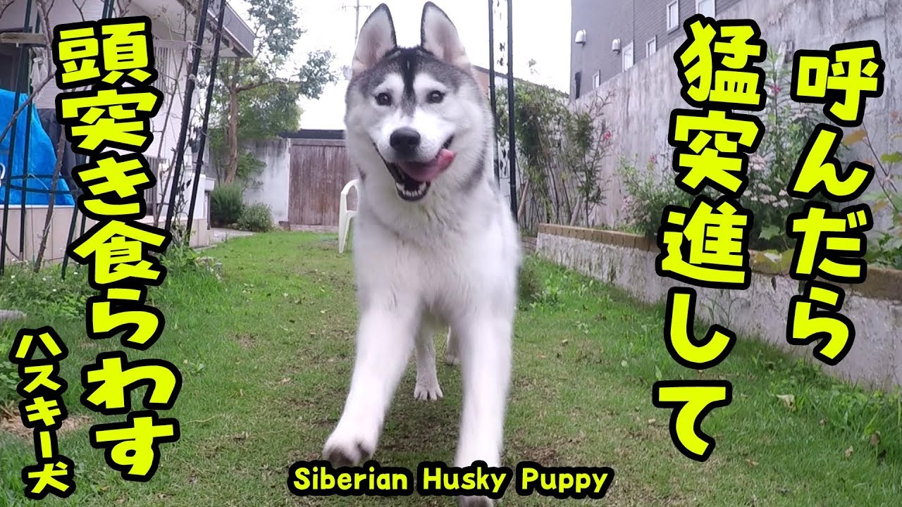 呼んだら猛突進で頭突きしてきたハスキー犬 Husky Puppy Youtube 呼んだら猛突進で頭突きしてきたハスキー犬 Husky Puppy Youtube