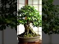 What a beautiful #bonsai #bonsaitree #smallbusiness
