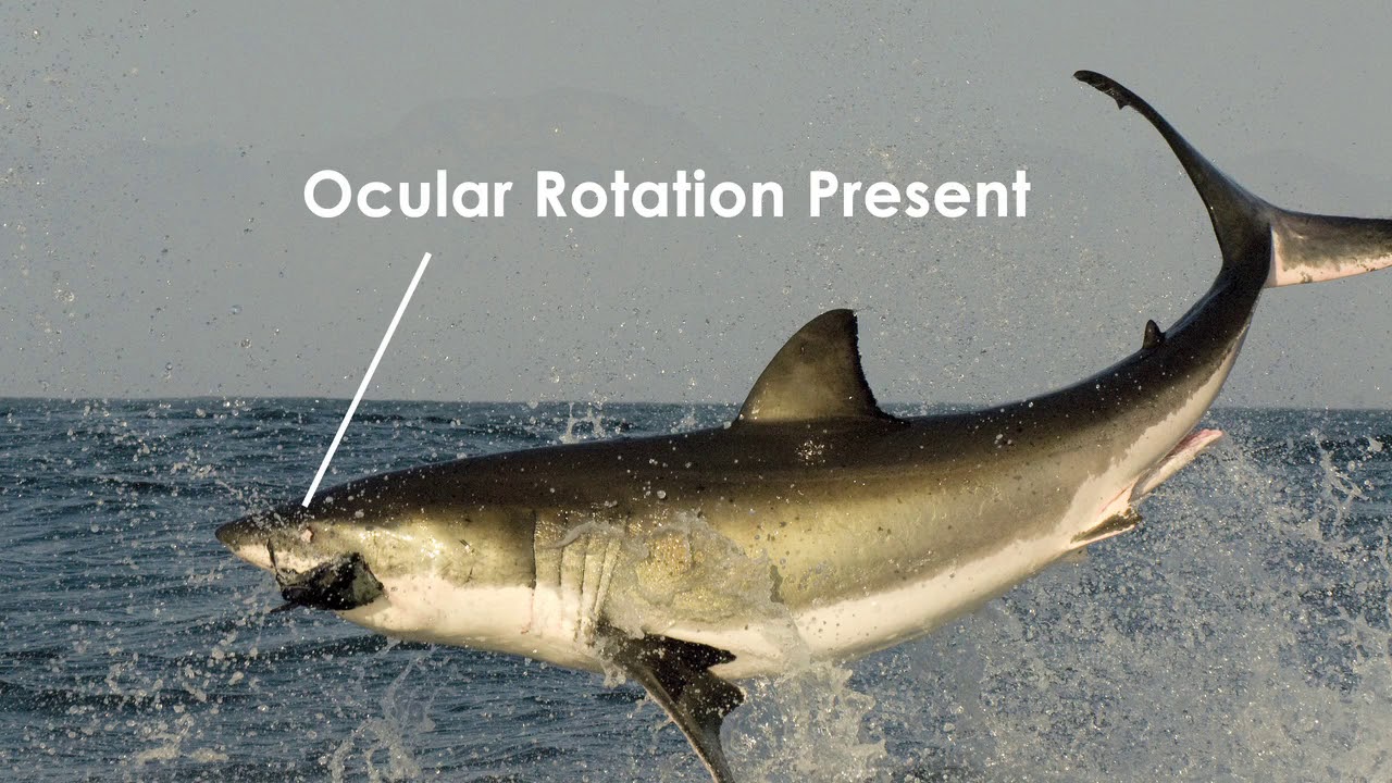 Great White Sharks scavenge on Whales