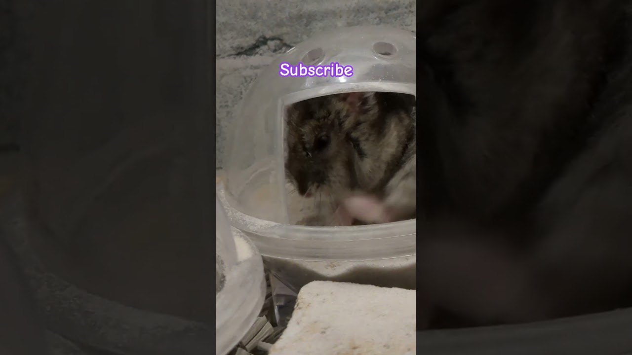 クンカ、クンカハムちゃん！ 