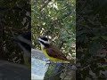 BEM-TE-VI BEBENDO ÁGUA NO COMEDOURO | UM MOMENTO RARO E ENCANTADOR 🐦💧
