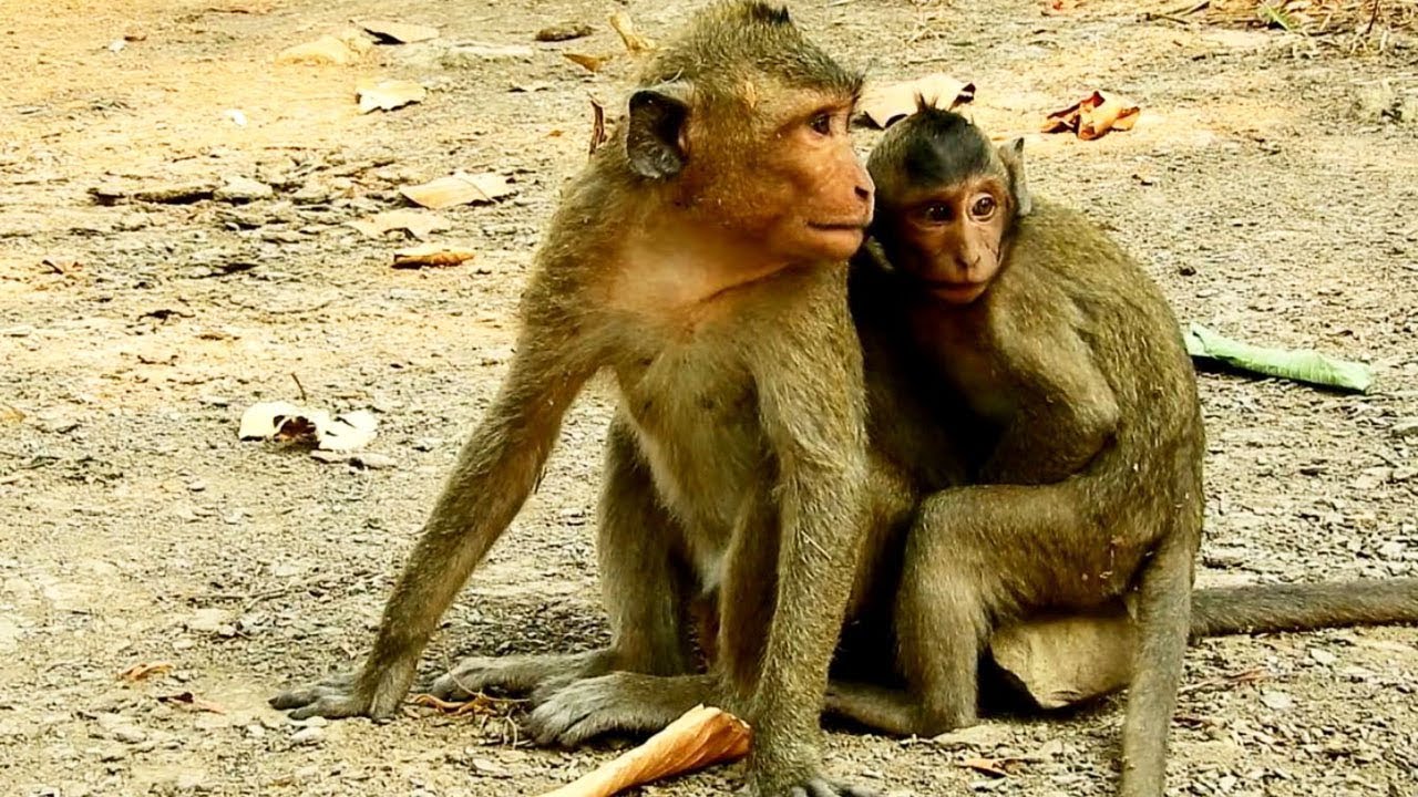 why him why Tino Needs Help from Jackke, He Got Catching From King monkey Achap