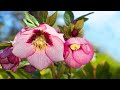 10 Hours of Relaxing Music - Sleep Music, Piano Music for Stress Relief, Sleeping Music (Amy)