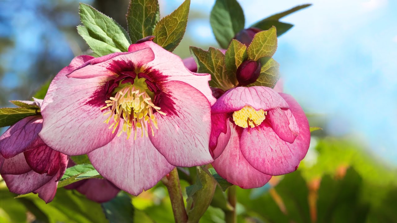 10 Hours of Relaxing Music - Sleep Music, Piano Music for Stress Relief, Sleeping Music (Amy) adlı videoyu YouTube'da izle 10 Hours of Relaxing Music - Sleep Music, Piano Music for Stress Relief, Sleeping Music (Amy) adlı videoyu YouTube'da izle