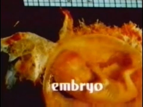 Embryo (1976 film) - Alchetron, The Free Social Encyclopedia