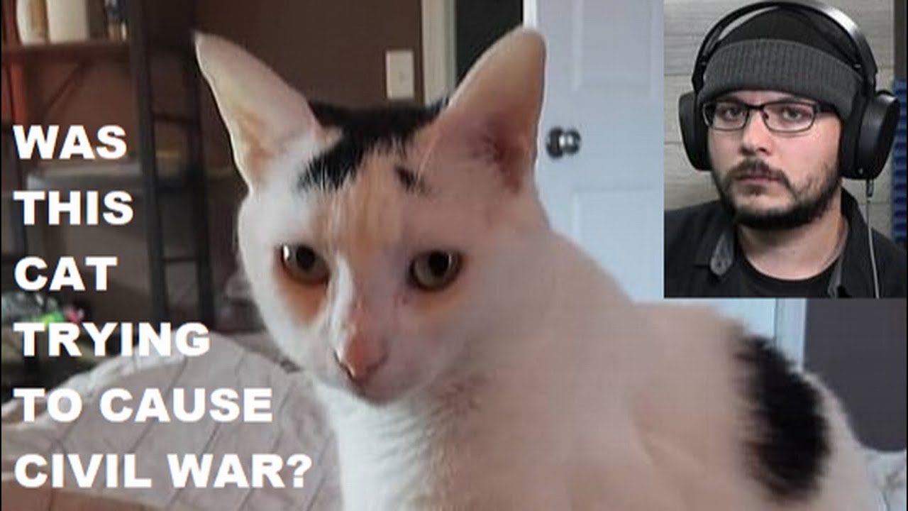 TIM POOL STOLE A CAT! - YouTube