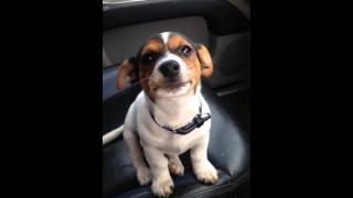 Jack Russell puppy cute noises