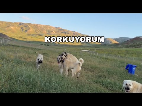 AZAT KOŞUP AZAPA BİNİNCE BAKIN KASAP NE YAPTI ŞİMDİ İŞLER DAHADA SIKINTI