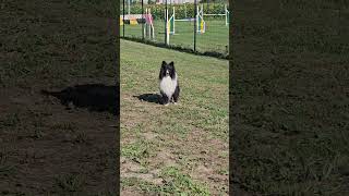 indovina il monello!!! #addestramentocani #bordercollie #shetland
