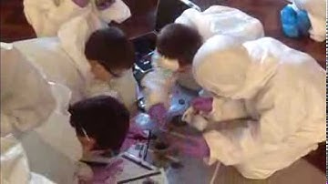 Primary School Pupils Investigate a Crime Scene