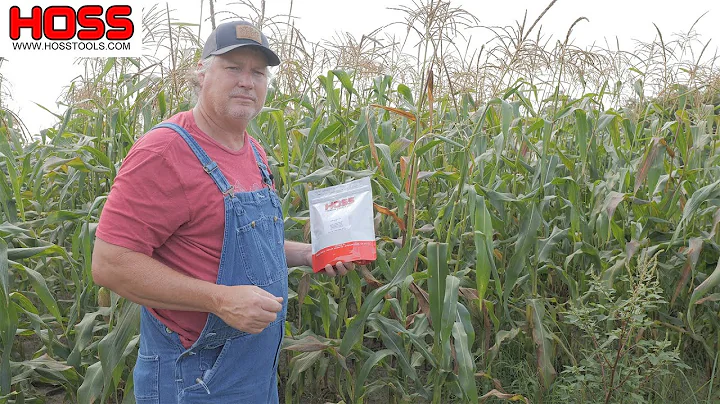 How Much Sweet Corn to Plant? - DayDayNews