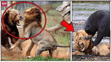 ¿Cuál es más fuerte el oso o el león?