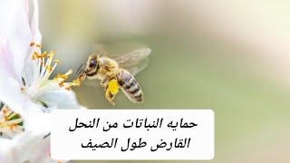 حماية الزرع من الحشرات والنحل القارض طول الصيف ???☀️