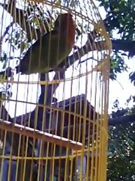 Lovebird ngekek suara belalang