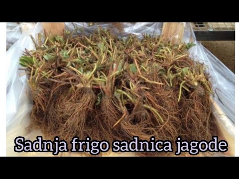 Video: Jagode Pridelujemo Ob želenem času Z Uporabo Sadik Frigo