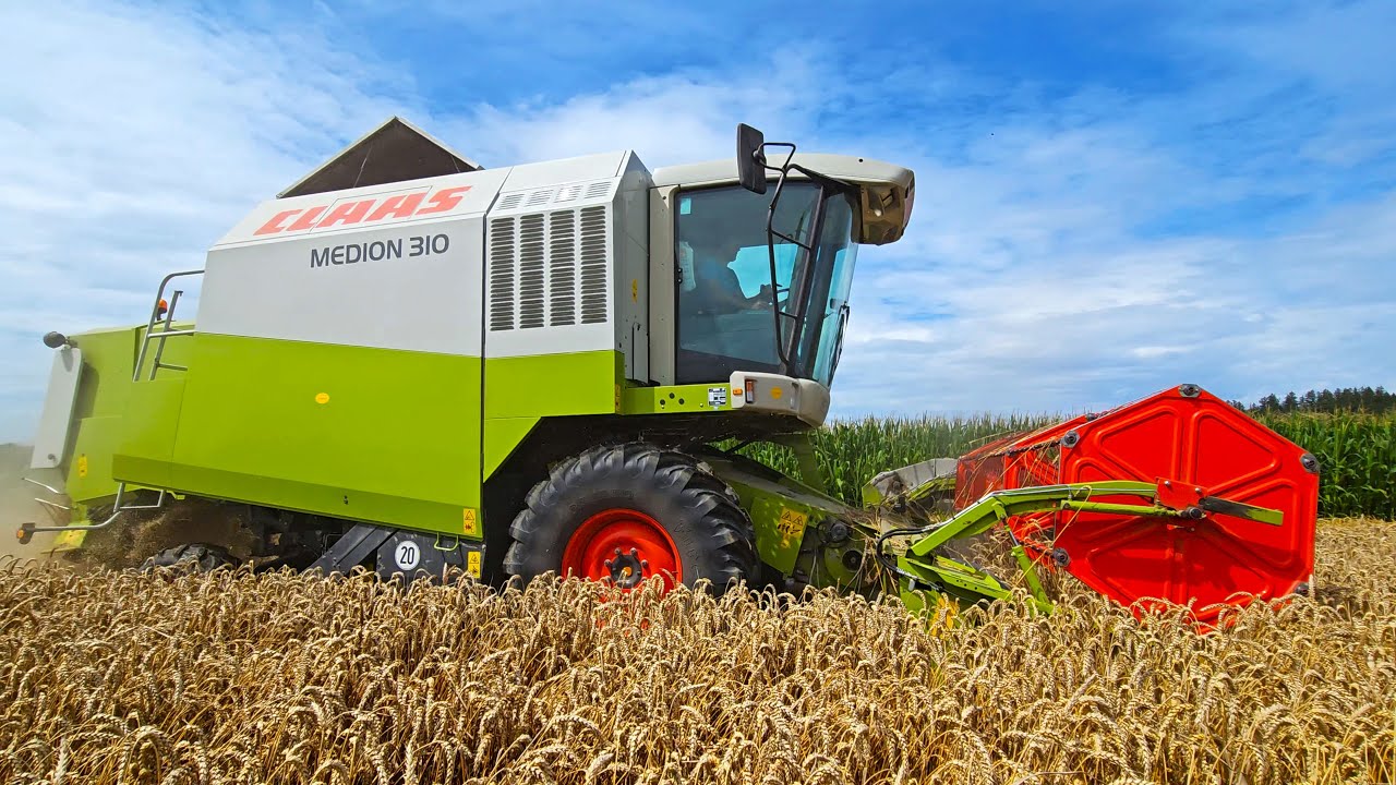 CLAAS MEDION 310 Mähdrescher mit C 450 Breite bei der Weizenernte 2024