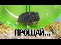 Умер Мой Хомяк 🐹 ПИПИТО Не Стало… Последнее Видео с Ним