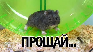 картинка: Умер Мой Хомяк 🐹 ПИПИТО Не Стало… Последнее Видео с Ним