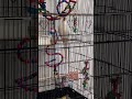 Playful parrot on day 2