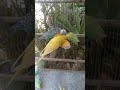 🛍️日本で買えるインコのお気に入りグッズ🐦✨ #おすすめ 🛍️