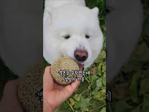 멜론을 수확했는데 좋아서 막 뛰어다니는 설탕이 thumbnail