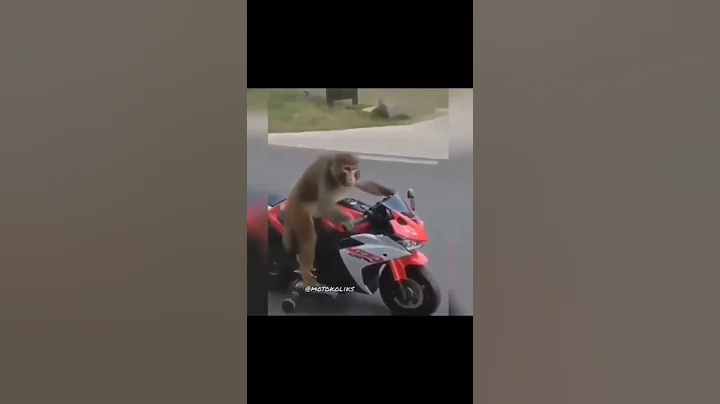 Monkey riding a sports bike #funny #monkey #bike #cute