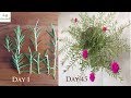 How to grow-Table Rose-Moss Rose-Portulaca Grandiflora from  CUTTINGS