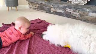 Denali the goldendoodle chilling with baby Addy by Abbey Acres 208 views 1 year ago 40 seconds