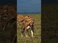 واو هذه الأغنية أثرت في وهذا الفيديو مذهل 