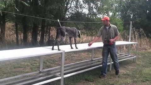 Teach Your Dog To Fetch - Trained Retrieve - More Dogs Getting Comfortable On The Table