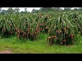 Cool Dragon Fruit Farm Tour - Cutting Red & Yellow Pitaya