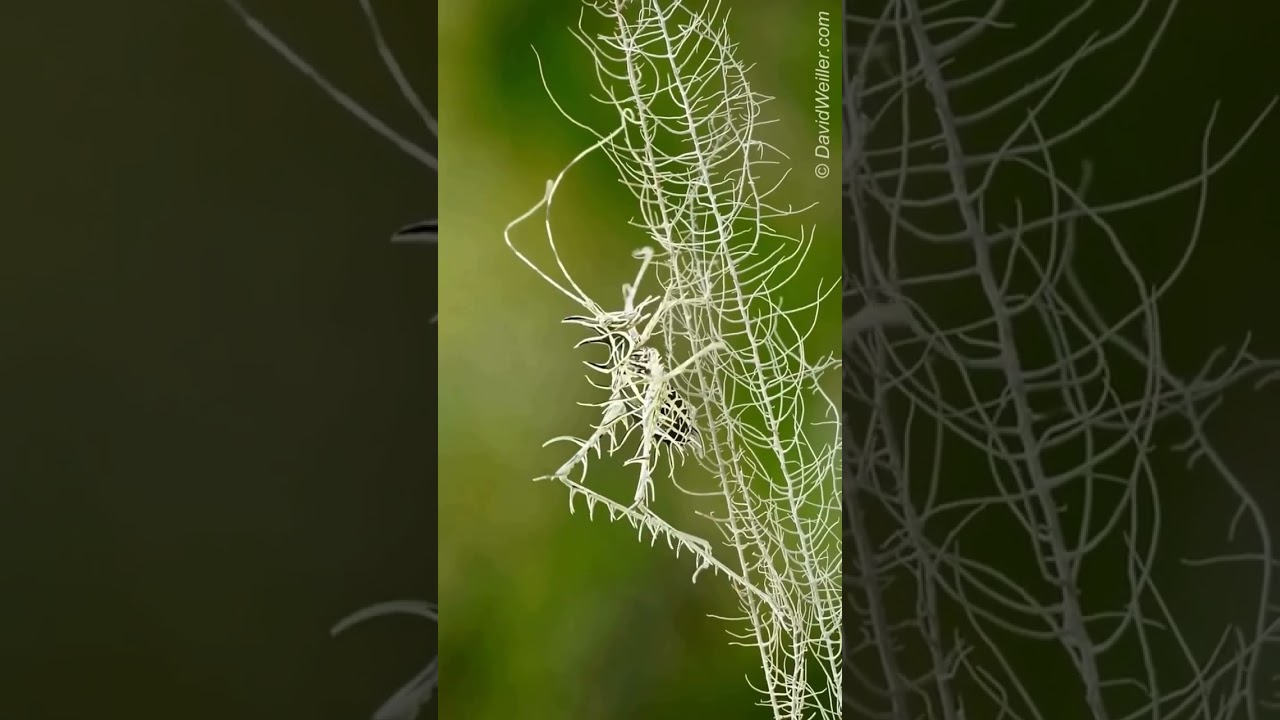 The Lichen Katydid or Markia hystrix- A Newly discovered insect 