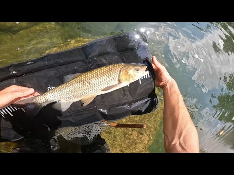 CHEVESNE A VUE : MA COMPILATION ULTIME