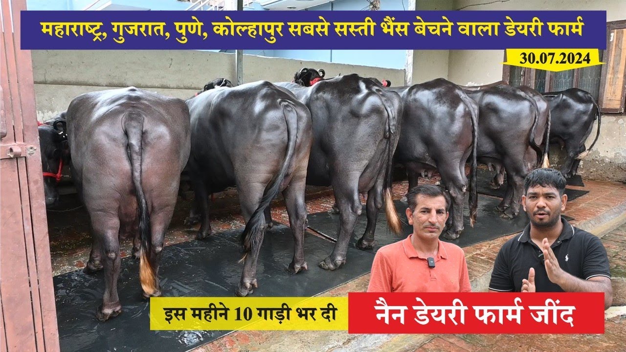 महाराष्ट्र, गुजरात, पुणे, कोल्हापुर सबसे सस्ती भैंस बेचने वाला डेयरी फार्म || NAIN DAIRY FARM, JIND