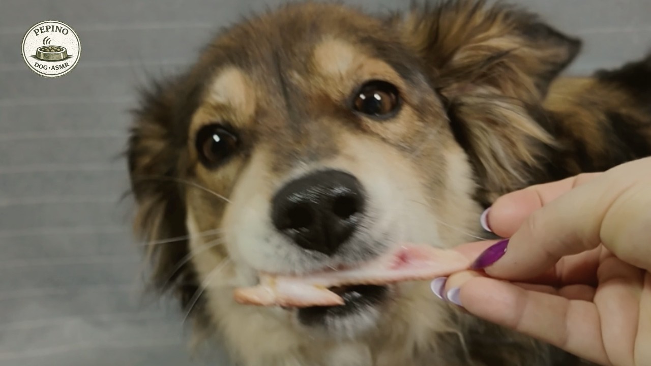 Dog Eating ASMR | 6 Minutes Raw Chicken Sounds (Wings, Neck & Foot)