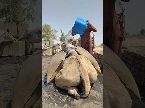 أناس صحراويون غريبون يملؤون الماء على الجمال