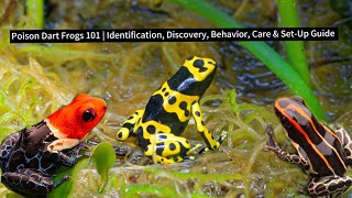 Poison Dart Frogs 101 | Identification, Behavior, Care & Set-Up Guide