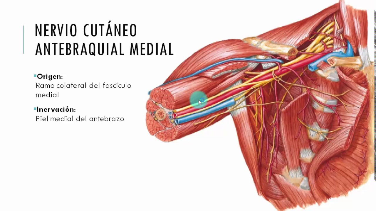resumen anatomia miembro superior pdf resumen anatomia miembro superior pdf