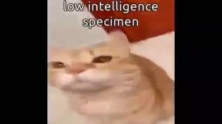 Low Intelligence Specimen