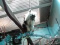 石川動物園 の動画、YouTube動画。