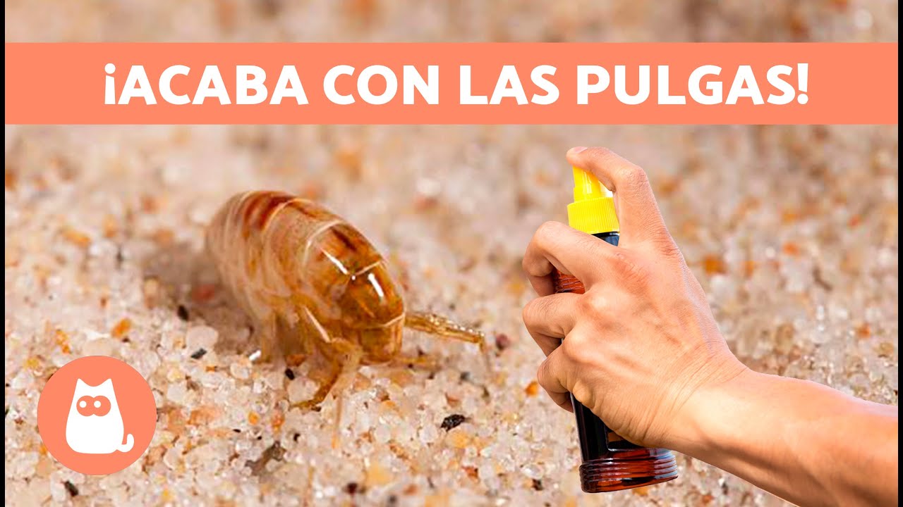 Cómo ELIMINAR las PULGAS de CASA 🪳❌ 5 Remedios Naturales ✓ 