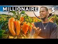 He to be successful in vegetable farming in africa