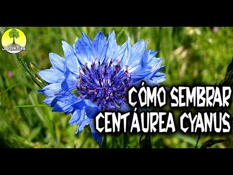 Video: ¿Cuándo plantar semillas de aciano?