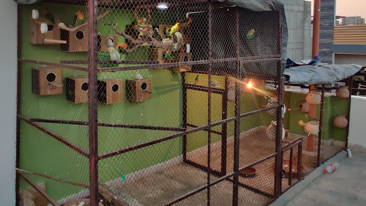 DAY 59🦜🐦 #birds 👉 @ansarak7747 #lovebirds #talkingparot #budgies #parrot #foryou #minivlog #hatching