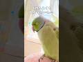 触られるのが苦手なわさびっちょ、頭カキカキ練習中🦜 (おしゃべりなし) #インコ #リラックス #睡眠 #birds #shorts
