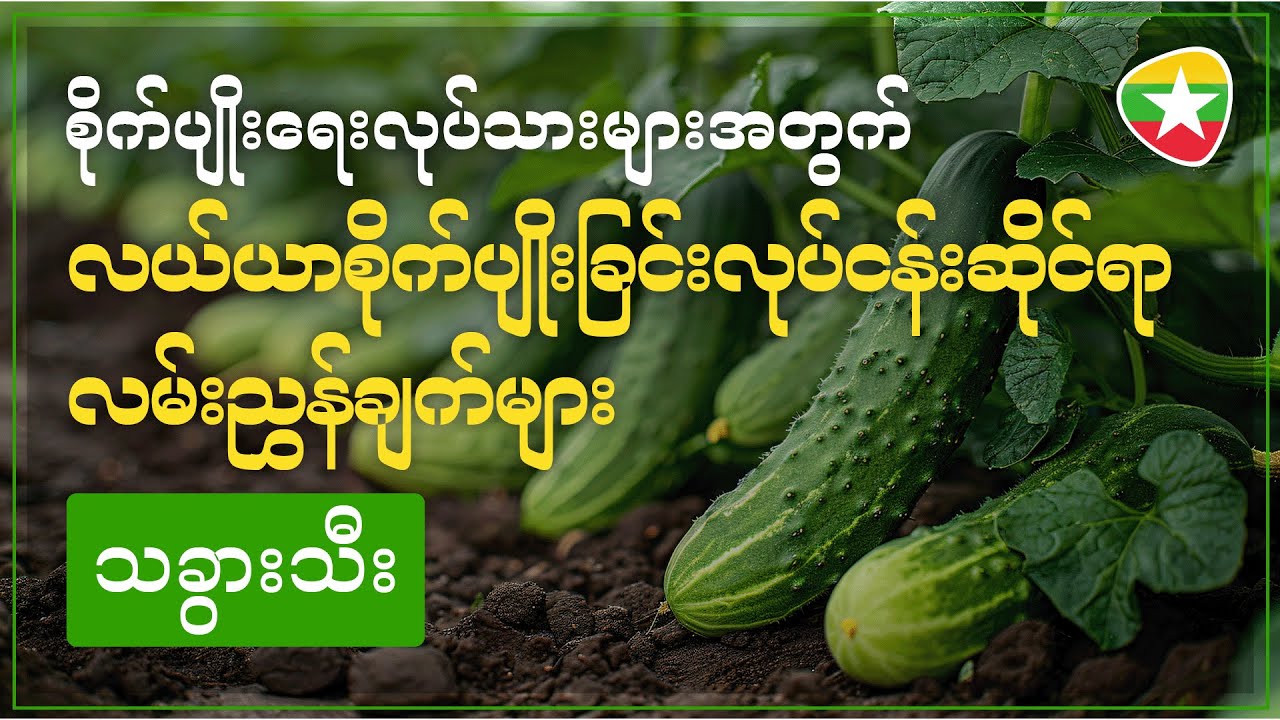 စိုက်ပျိုးရေးလုပ်သားများအတွက် -  လယ်ယာစိုက်ပျိုးခြင်းလုပ်ငန်းဆိုင်ရာ လမ်းညွှန်ချက်များ - သခွားသီး
